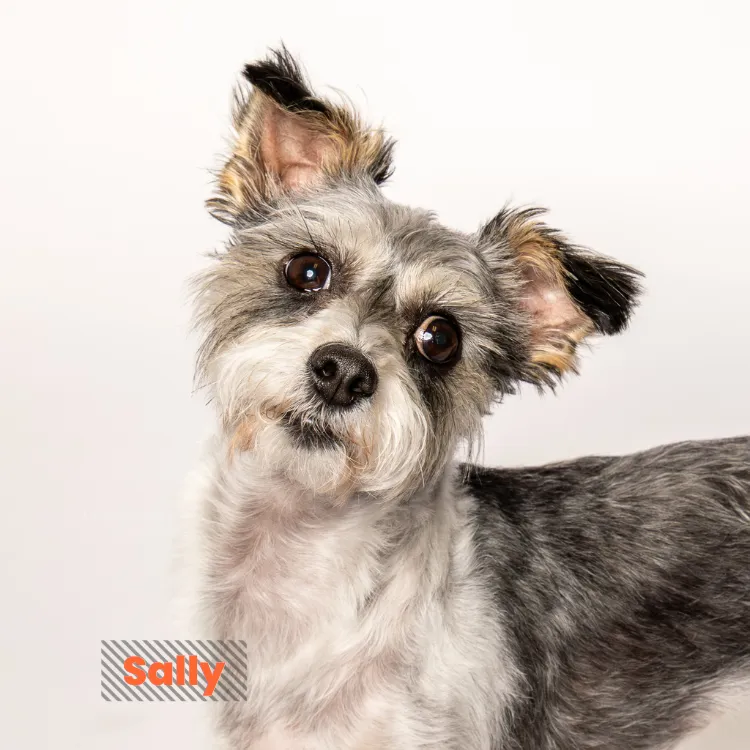 Small scruffy gray and white dog with perky ears on a light background, Pooch Playoffs by Andria May Photography Gilbert Arizona dog photographer