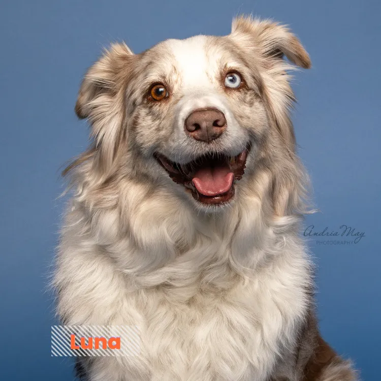 Fluffy light-colored dog with blue eyes on a blue backdrop, smiling, Pooch Playoffs by Andria May Photography Gilbert AZ