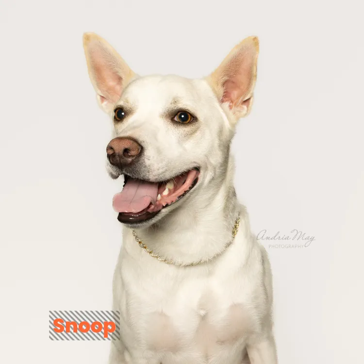 Small white dog with upright ears on a light background, Pooch Playoffs by Andria May Photography Gilbert Arizona dog photographer