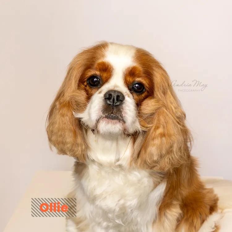 Cavalier King Charles Spaniel with chestnut and white fur on a neutral background, Pooch Playoffs dog portrait by Andria May Photography Gilbert Arizona