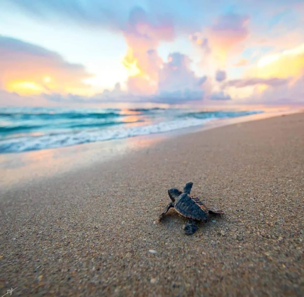 Recently hatched sea turtle heading to the ocean