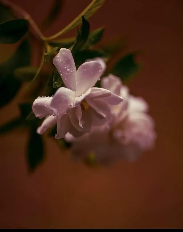 gardenia blossom with dew on the petals