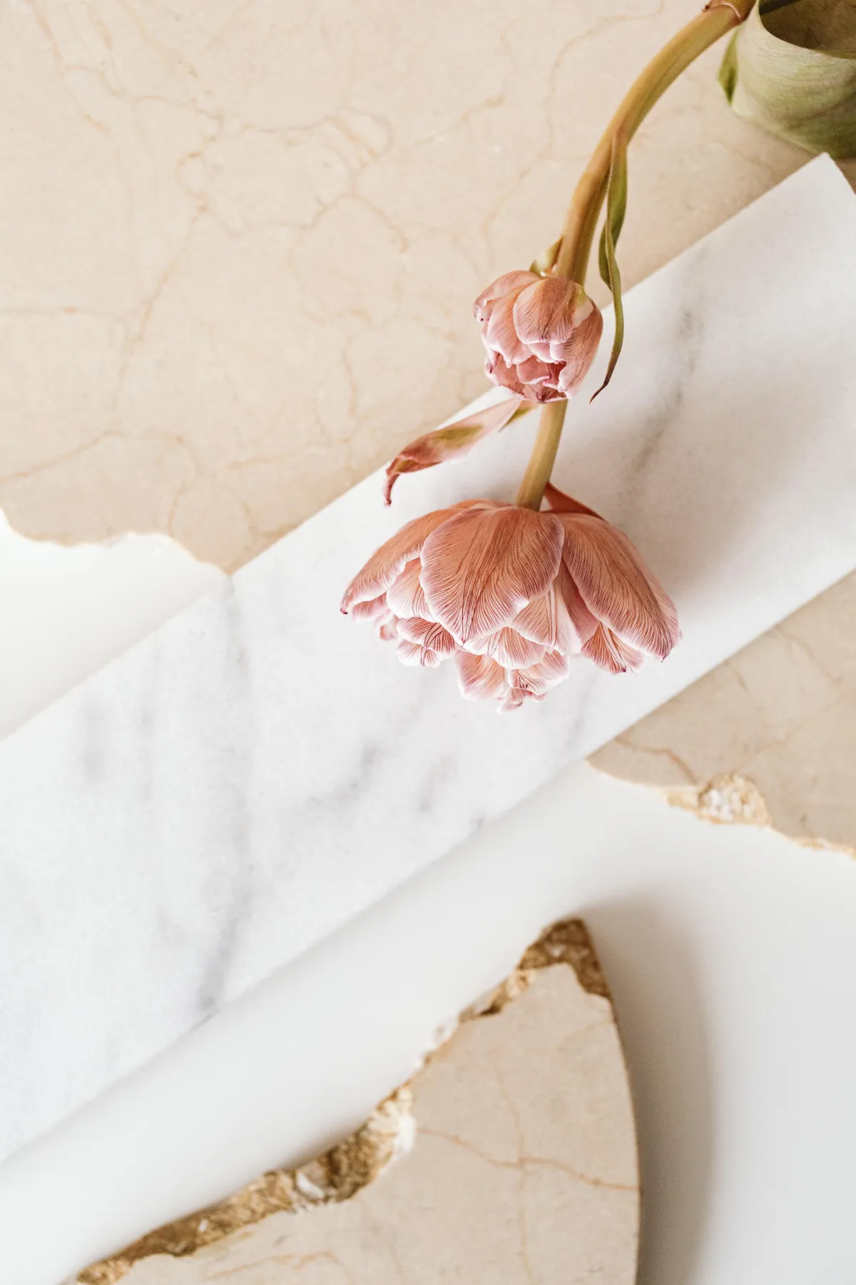 gardenia blossom with dew on the petals