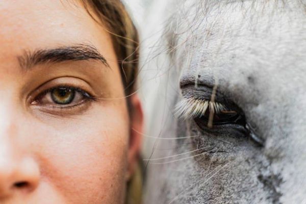 The Living Mirror: Why Horses Reflect Your Emotions (And What They’re Telling You)