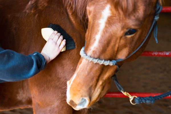 The Foundation of the Ride: How Tacking Up Builds Unbreakable Trust