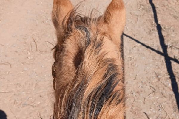 "Can I Just Hop On and Ride?" The Reality of Starting Your Equestrian Journey in Albuquerque