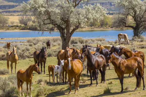 Quarter Horses, Thoroughbreds, Warmbloods, and Ponies: What’s the Difference?