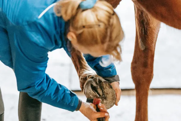 Woman picking hoof
