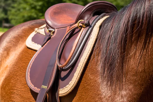 Withers and Saddle