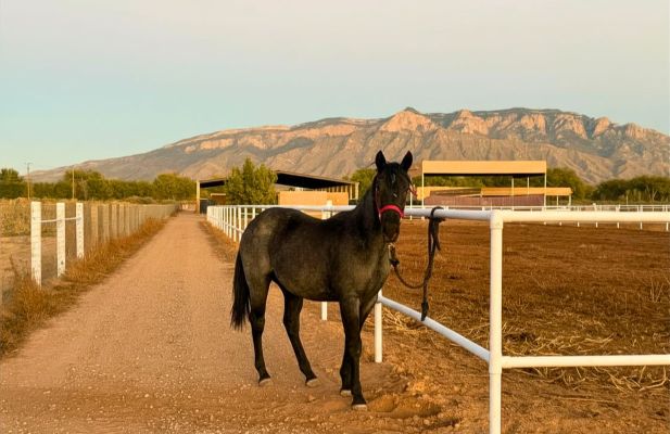 The Art and Science of Colt Training: Building a Foundation for Life
