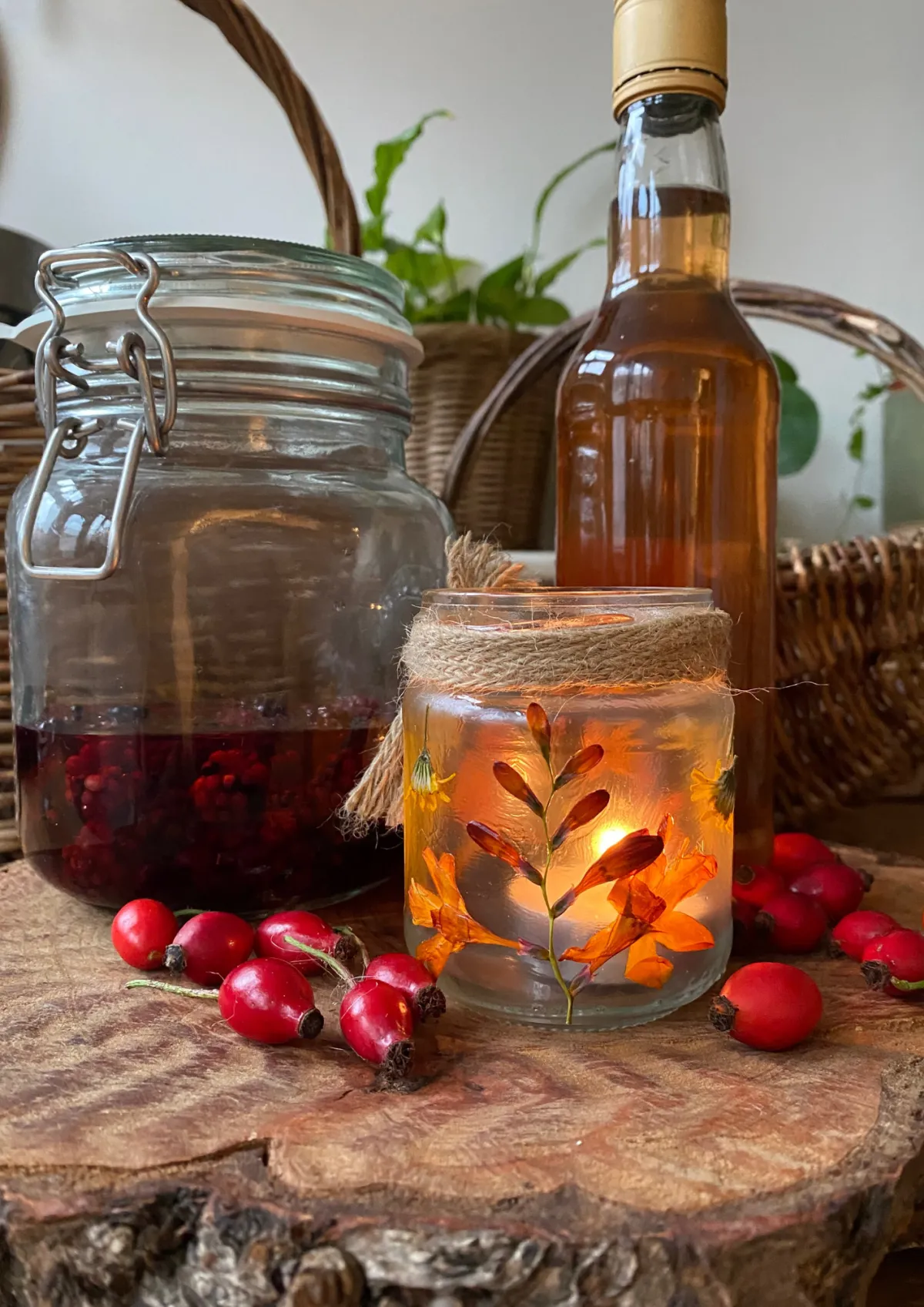 Botanical lantern, forage rosehips, wild plum brandy