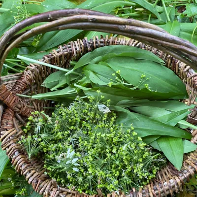 Foraging walks, wild garlic