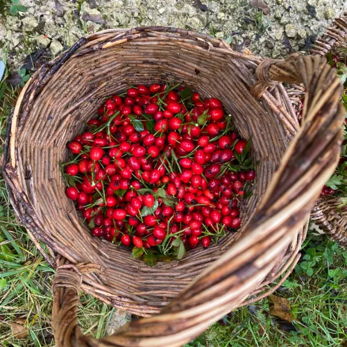 foraging rsehips in a basket