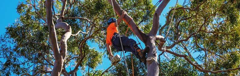 tree trimming south auckland nz