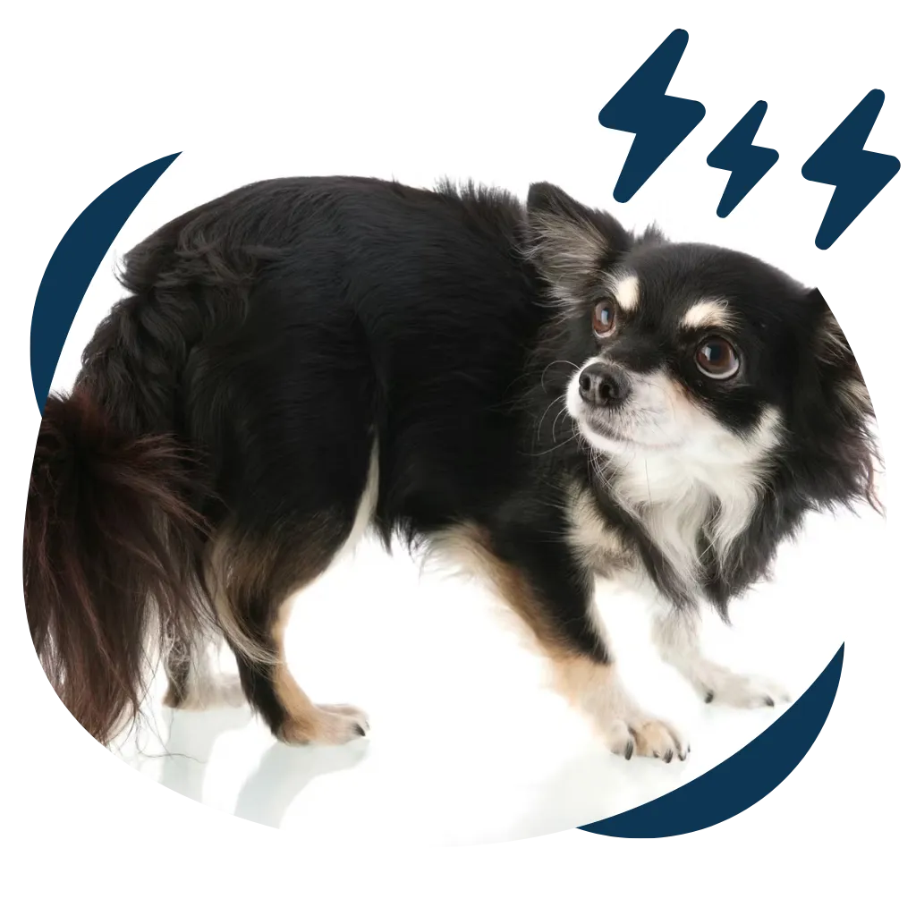 stress free pet grooming bath Manteca