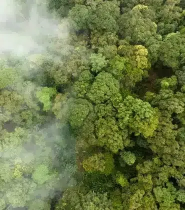 Compre Créditos de Carbono