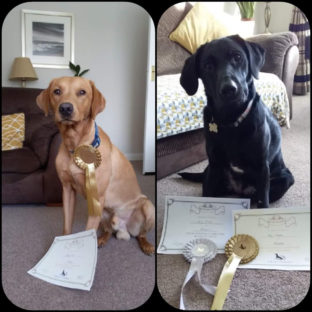 two Labradors with certificates from advanced obedience classes