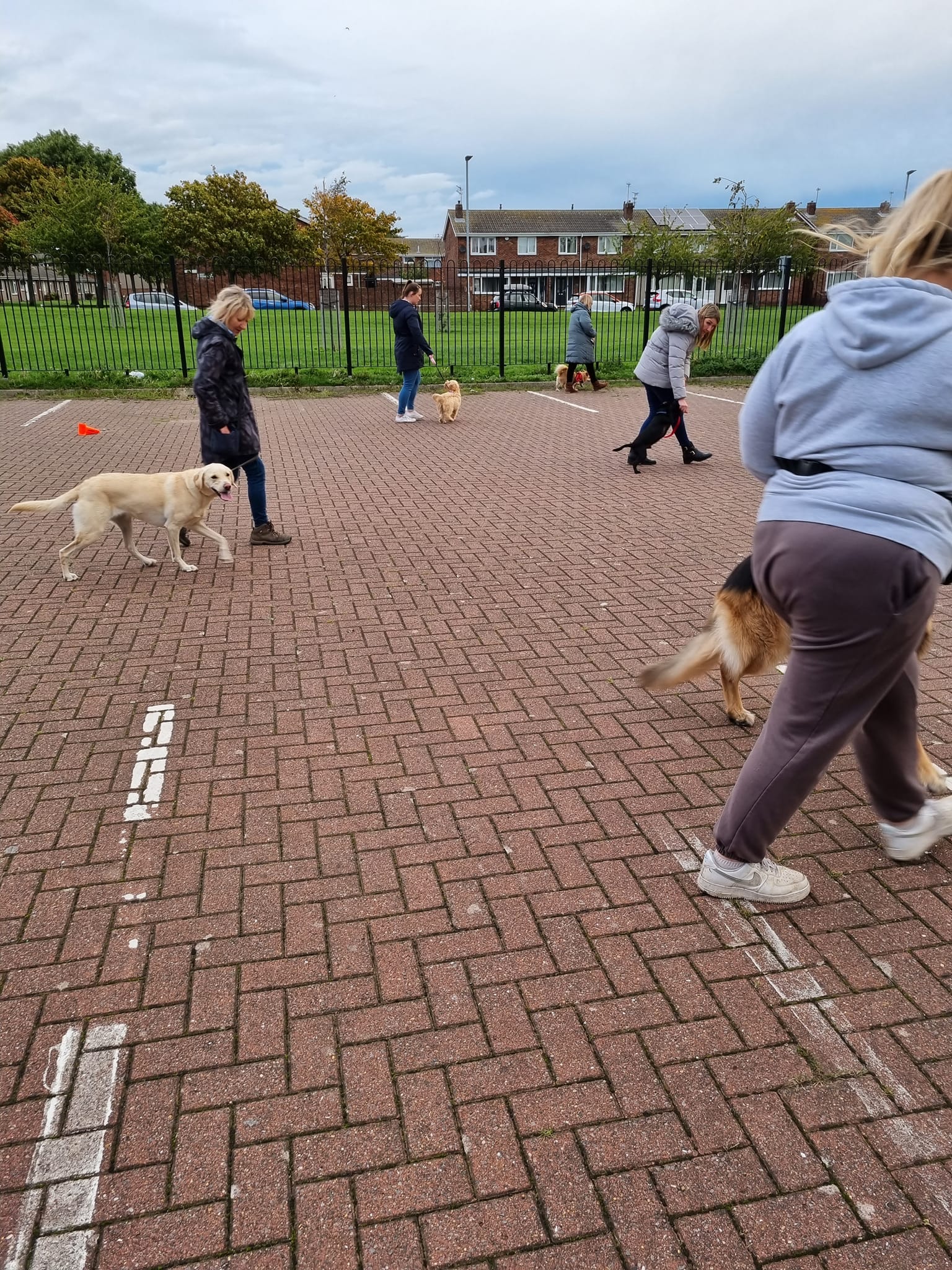 4 dogs walking on loose lead in bronze lifeskills