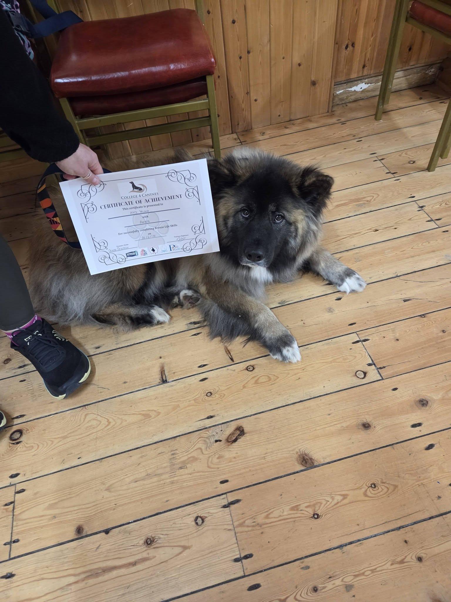 akita with bronze certificate 