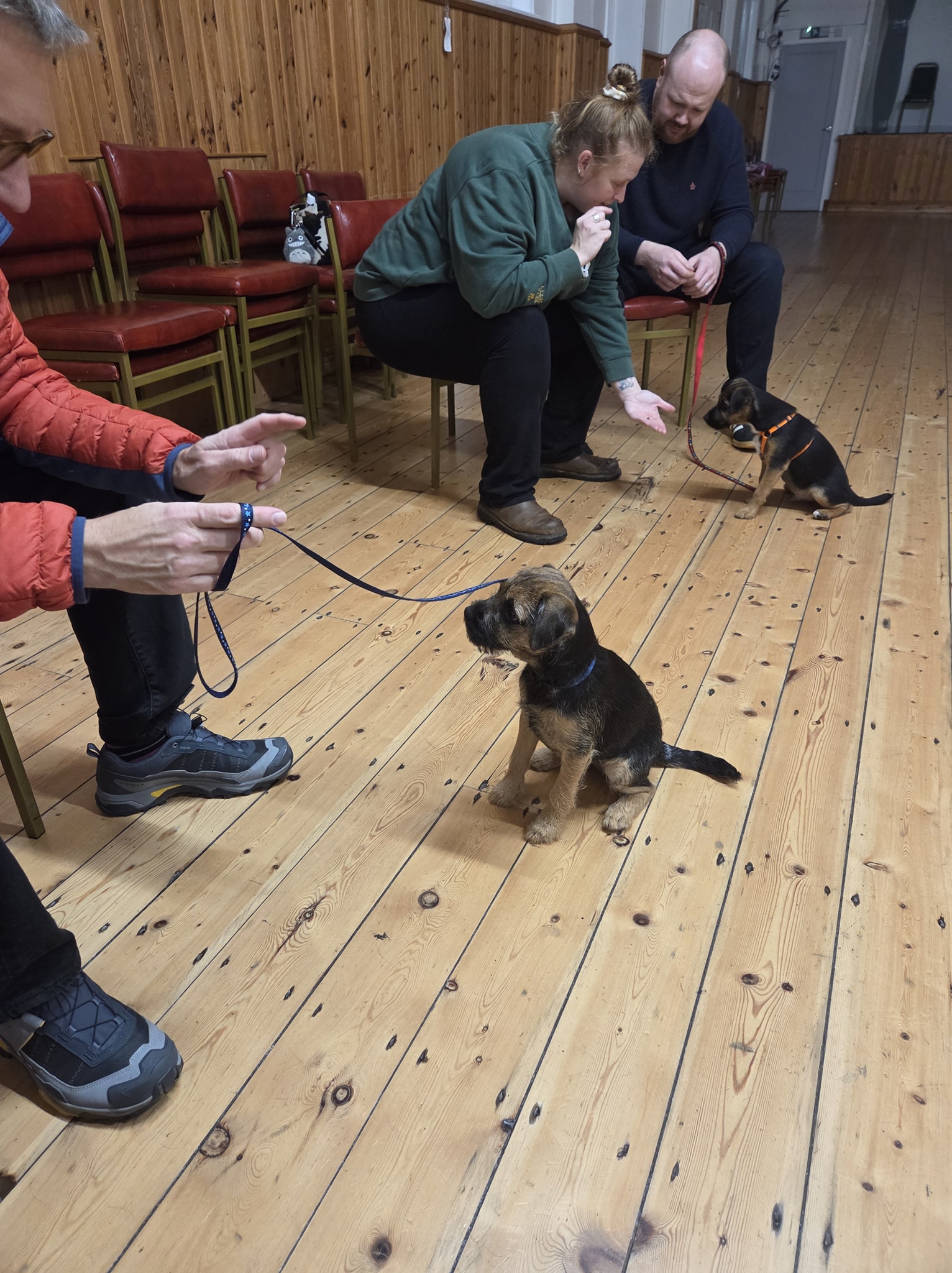 two border terrier puppies sitting with owners