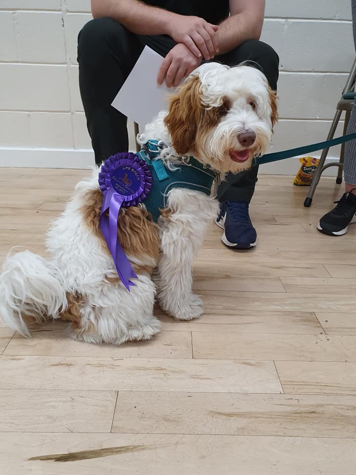 Labradoodle puppy with rosette