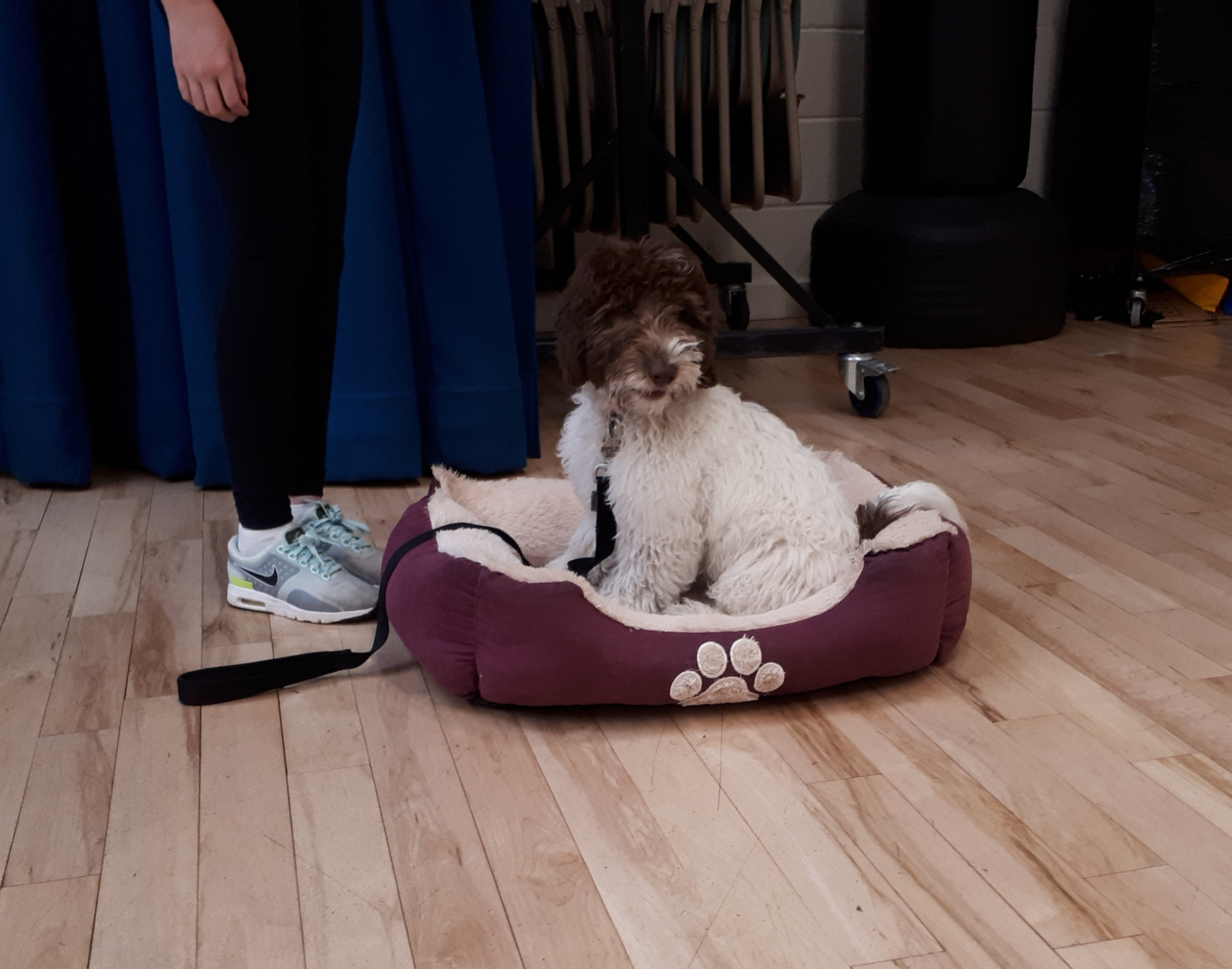 cockapoo puppy sitting in dog bed