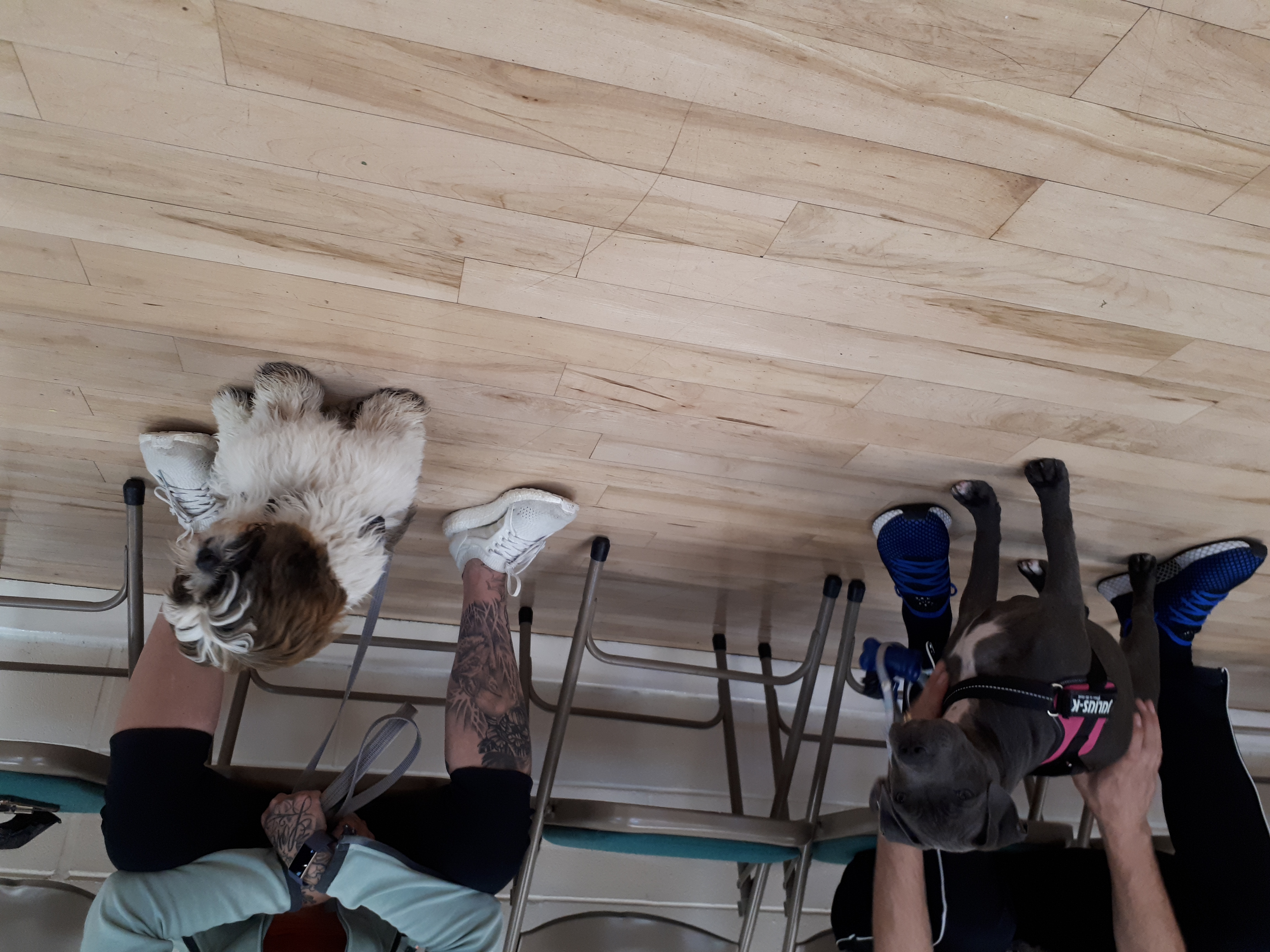 Staffie and Shih Tzu puppy