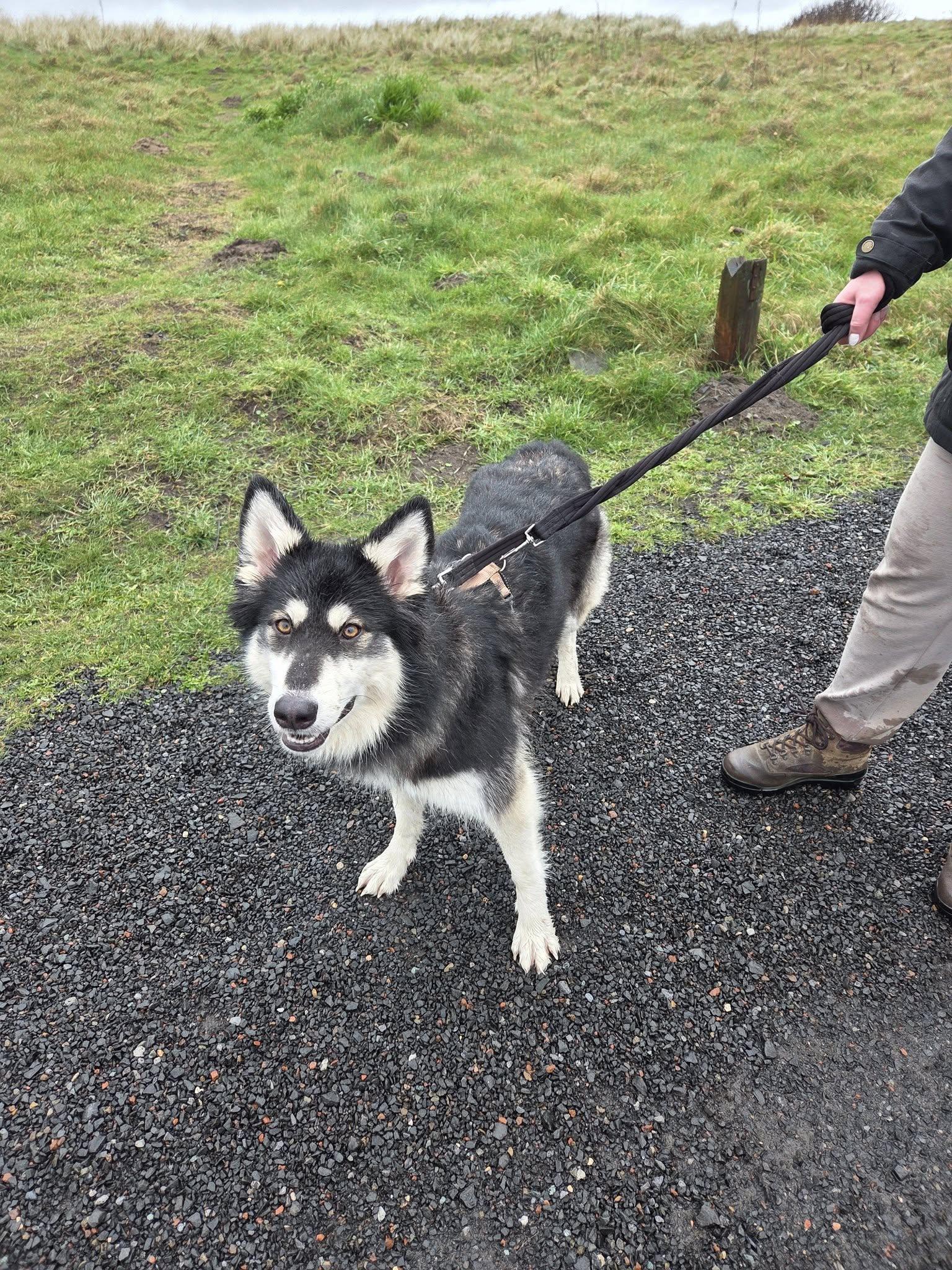 reactive dog in close proximity to a person