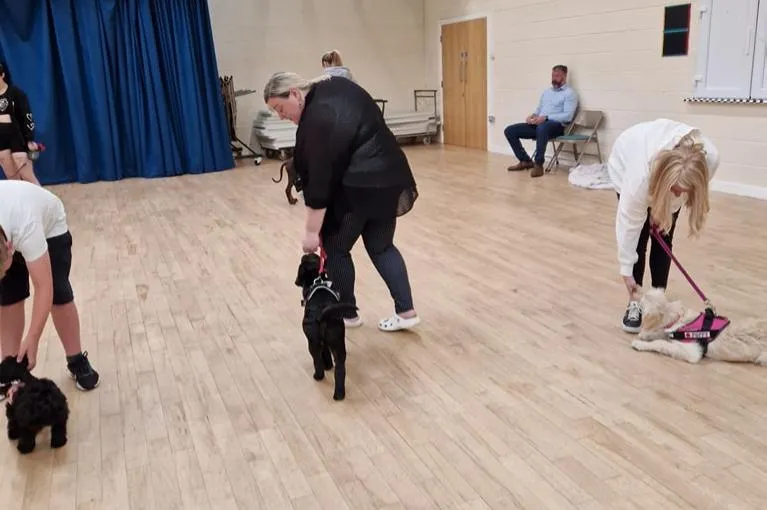 puppy walking loose lead between two other puppies