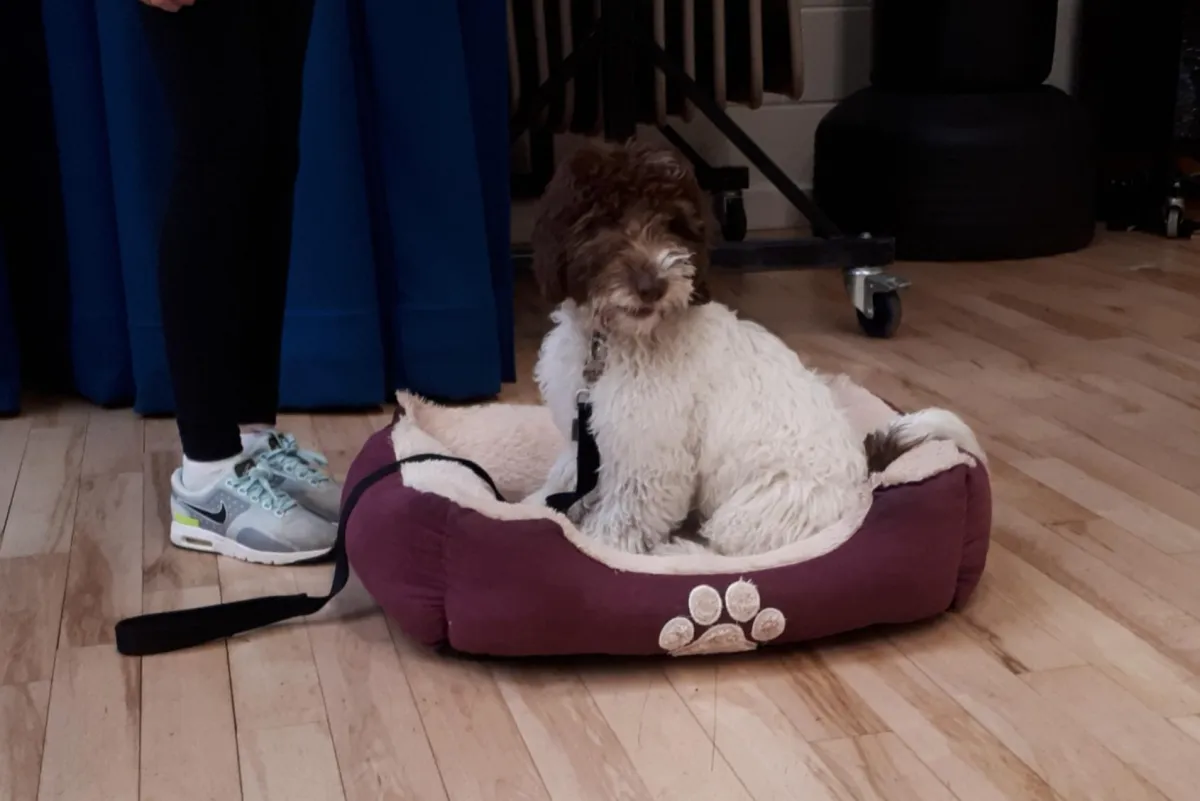 cockapoo puppy settling in bed