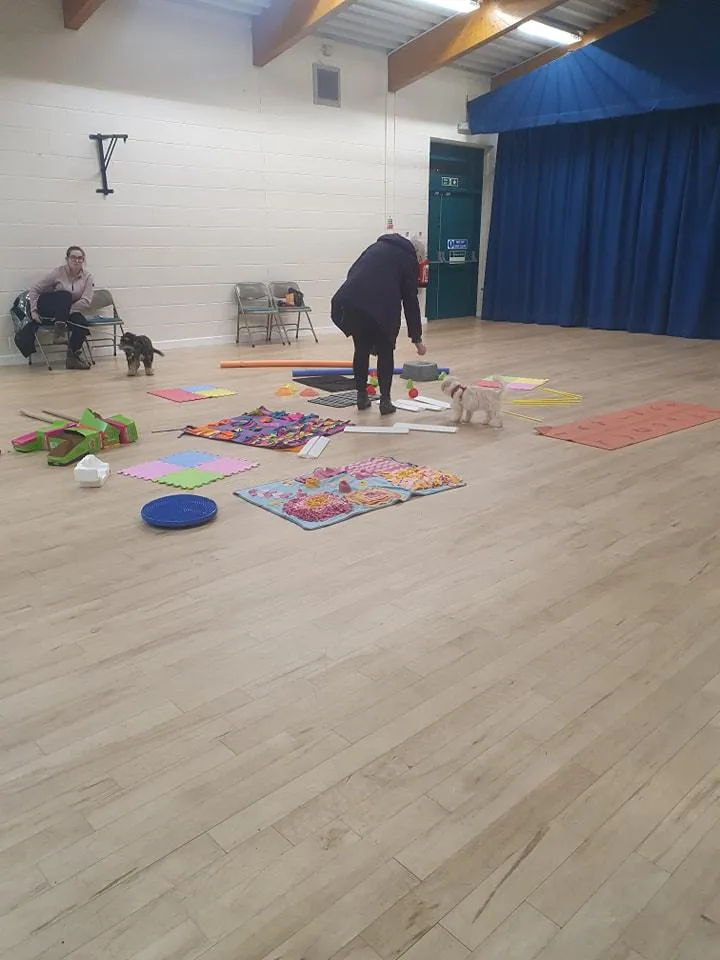 puppy socialisation using obstacle course