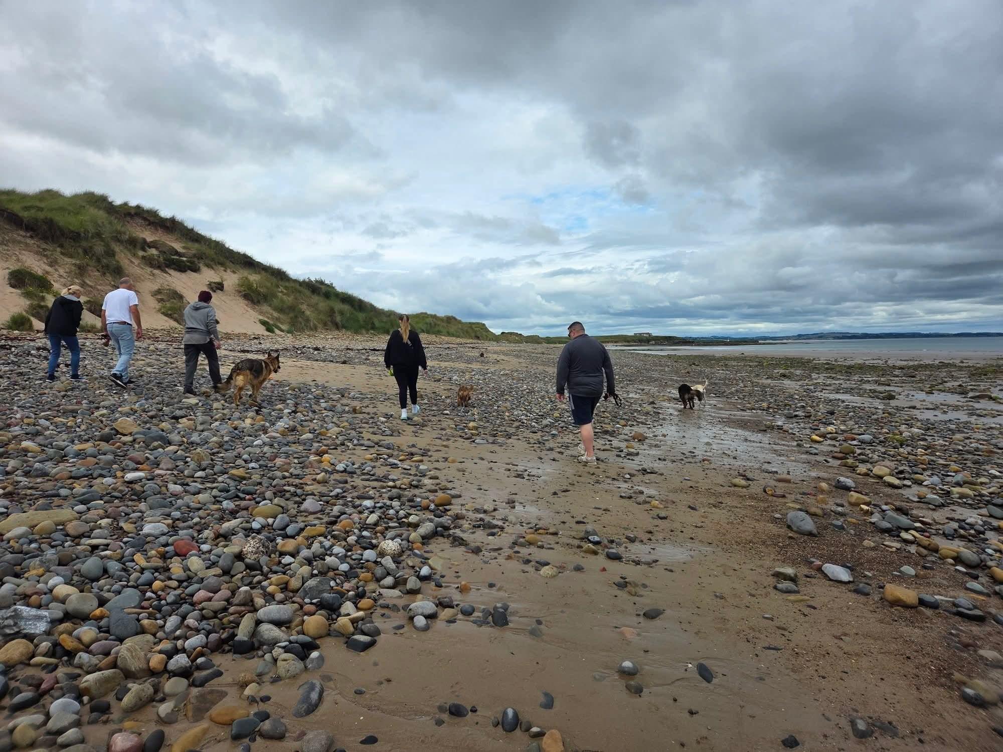 5 dogs walking offlead along Amble Links Beach