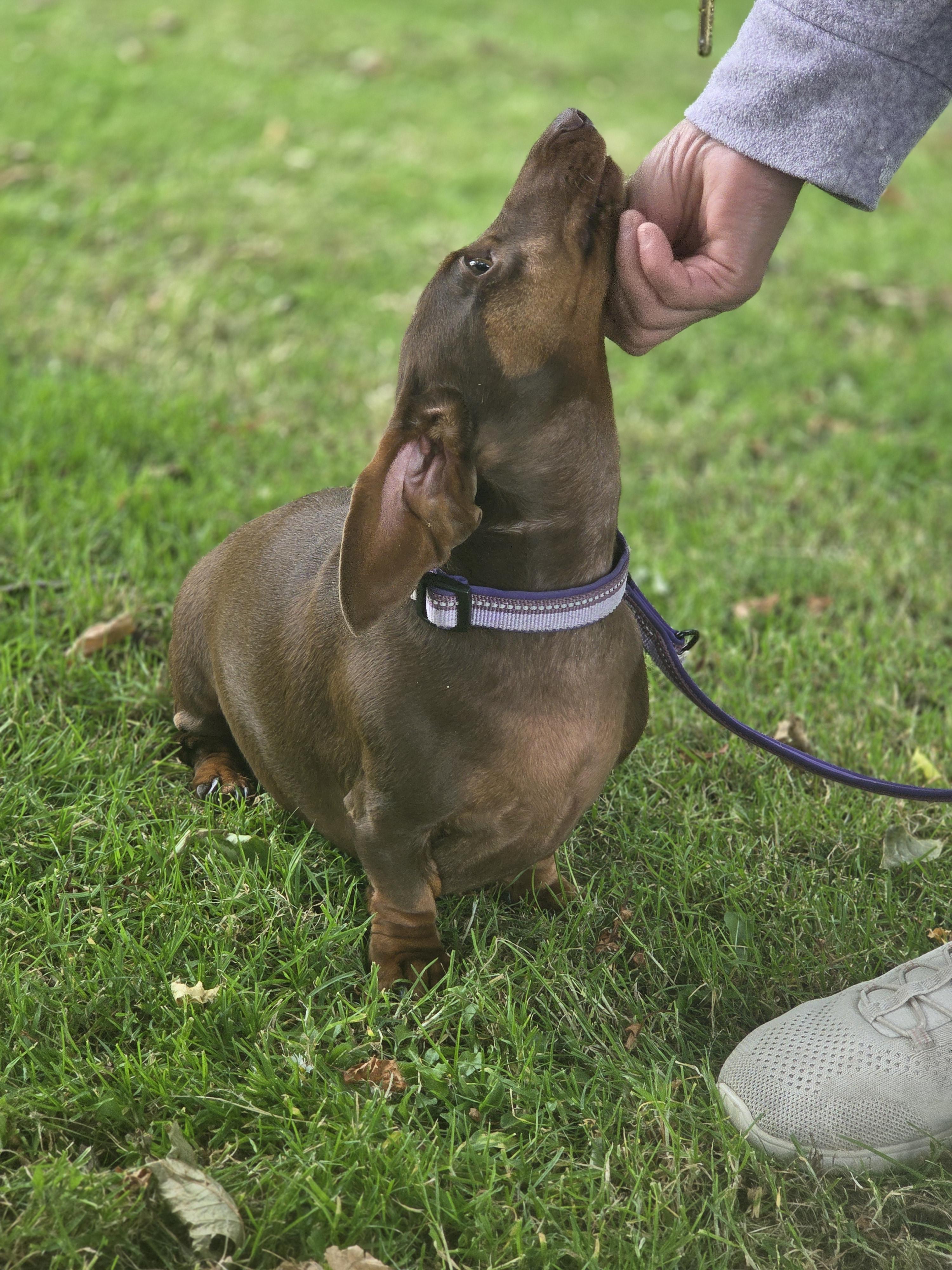 Reactive dog walking in morpeth