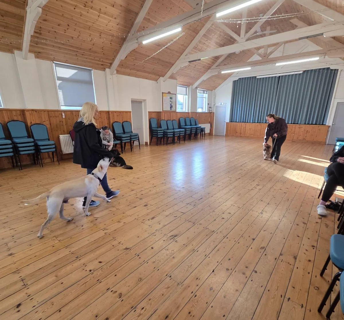 two dogs walking past one another with a third dog settled