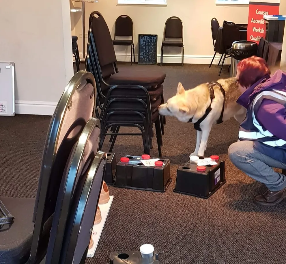GSD searching stack of chairs in scentwork classes