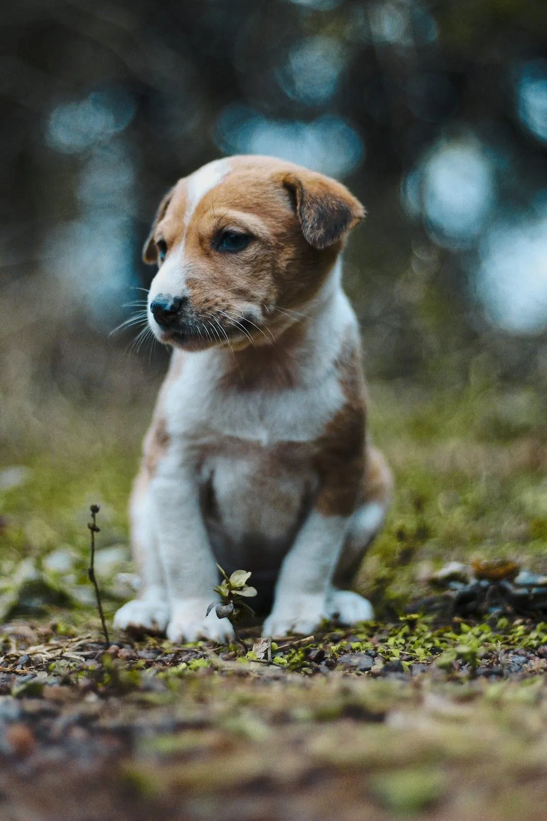 puppy sat in the garden