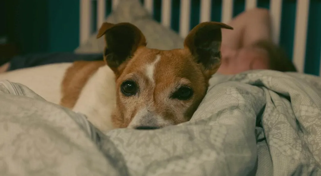 dog not settling at night