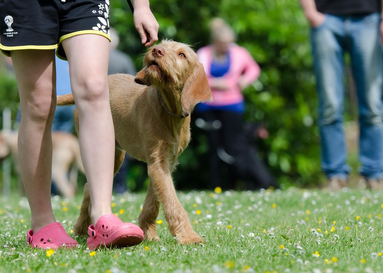 counter conditioning dogs using treats