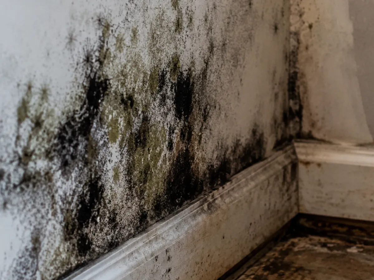 Mold remediation showing black mold growth on interior drywall requiring professional removal