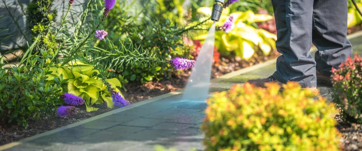 Professional pressure washing on a garden path surrounded by green plants and purple flowers.