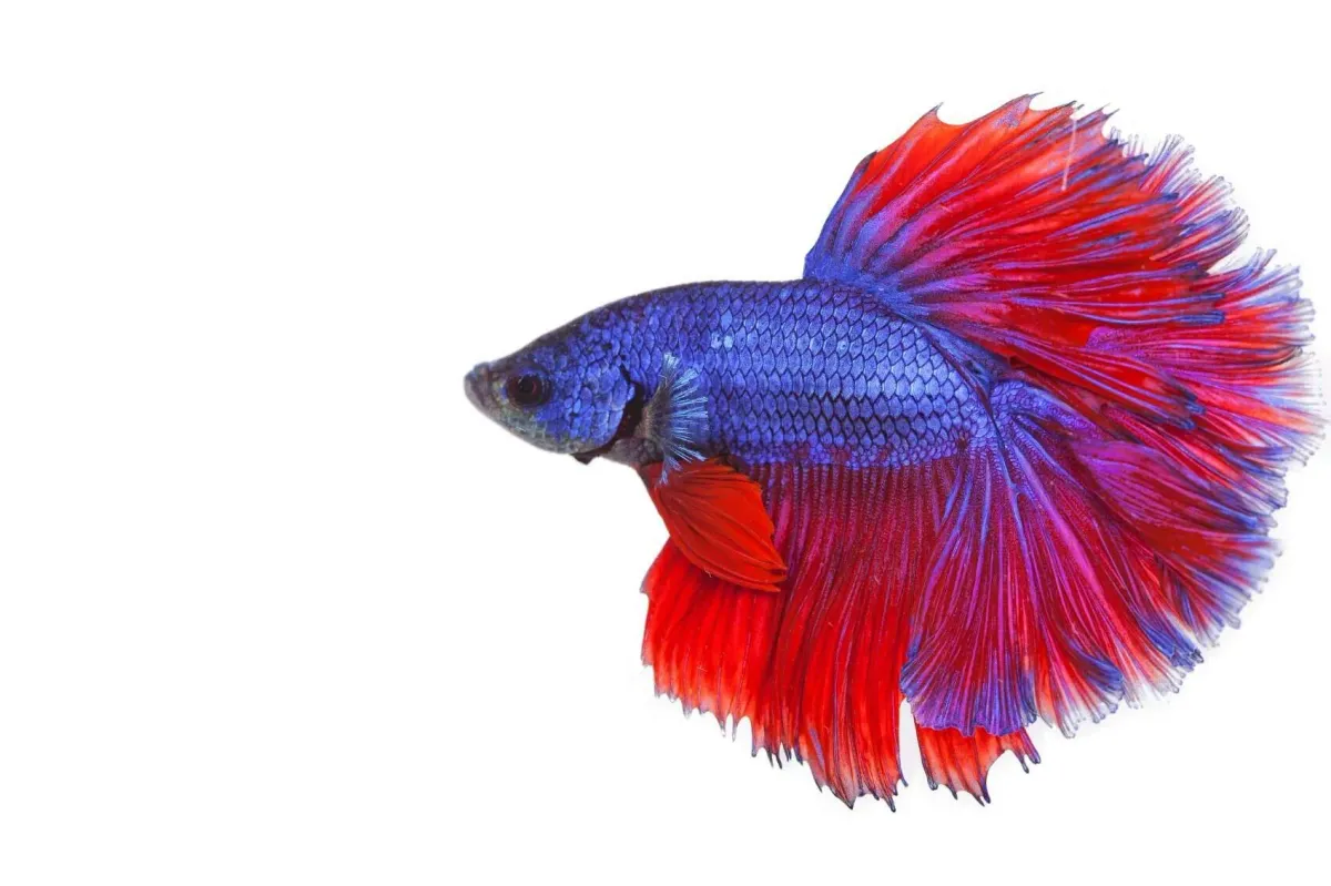 Never Wash Your Fish with Soap