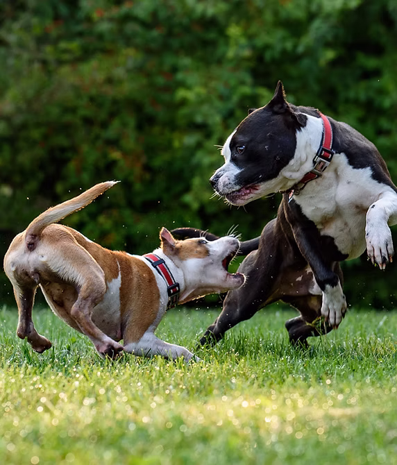 Arcadian Canine Reactivity Issues