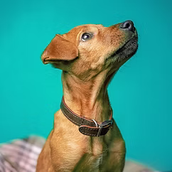 Arcadian Canine Structured Boarding