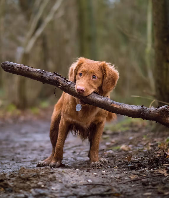 Arcadian Canine Confidence Building