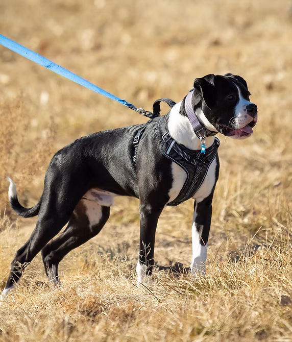 Arcadian Canine Leash Pulling