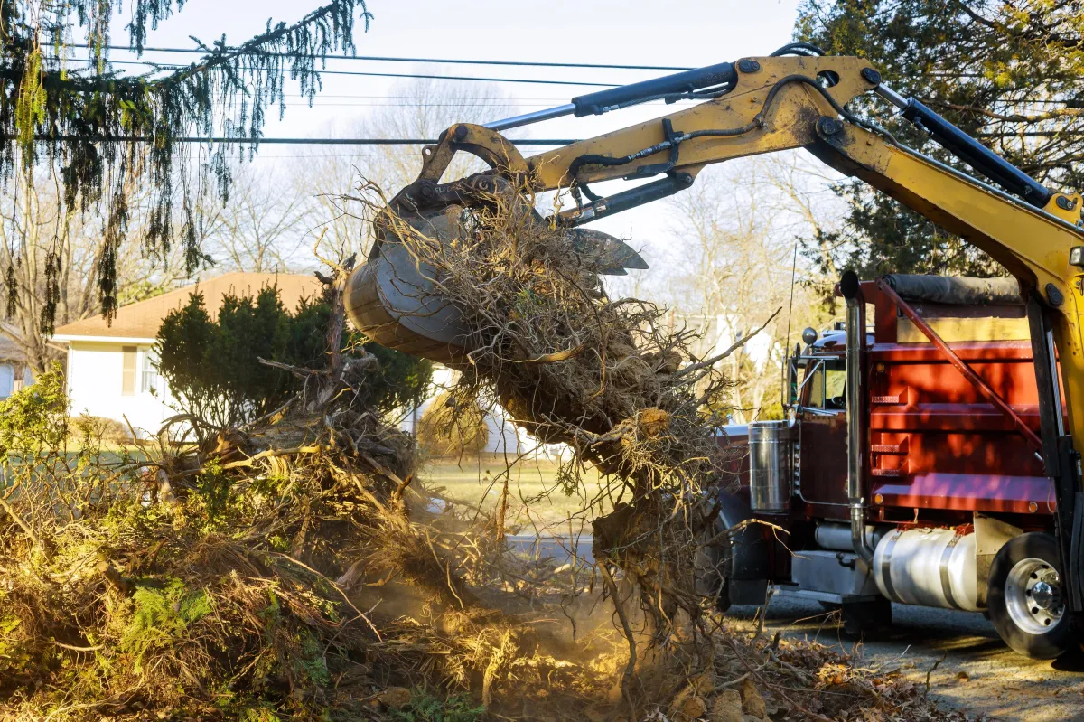 Cedar Park, Texas Tree Removal