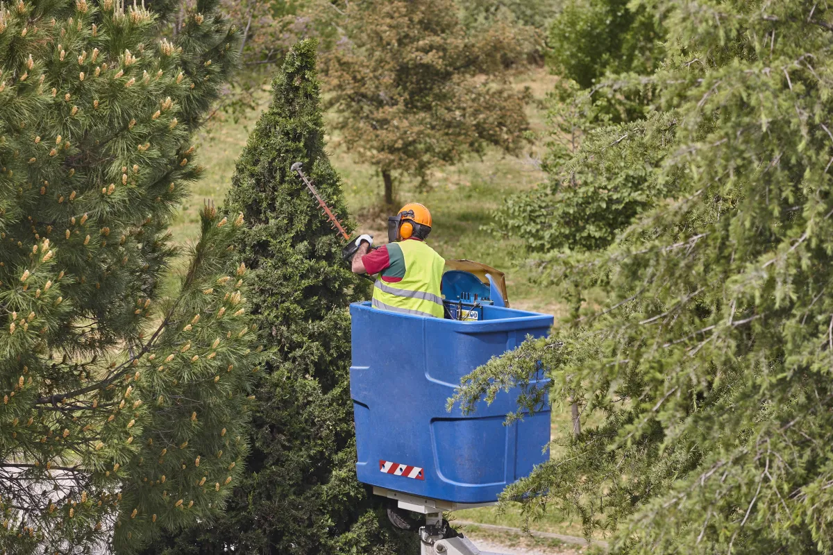  Tree Removal