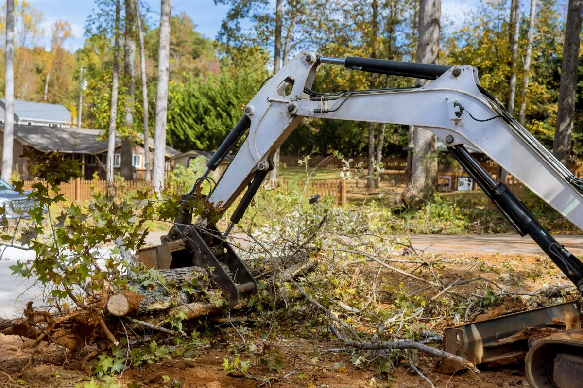  Tree Removal