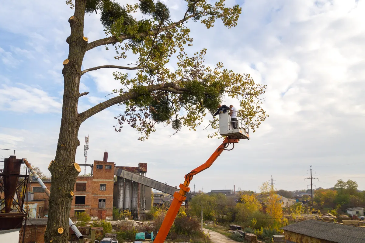 Austin, Texas Tree Removal
