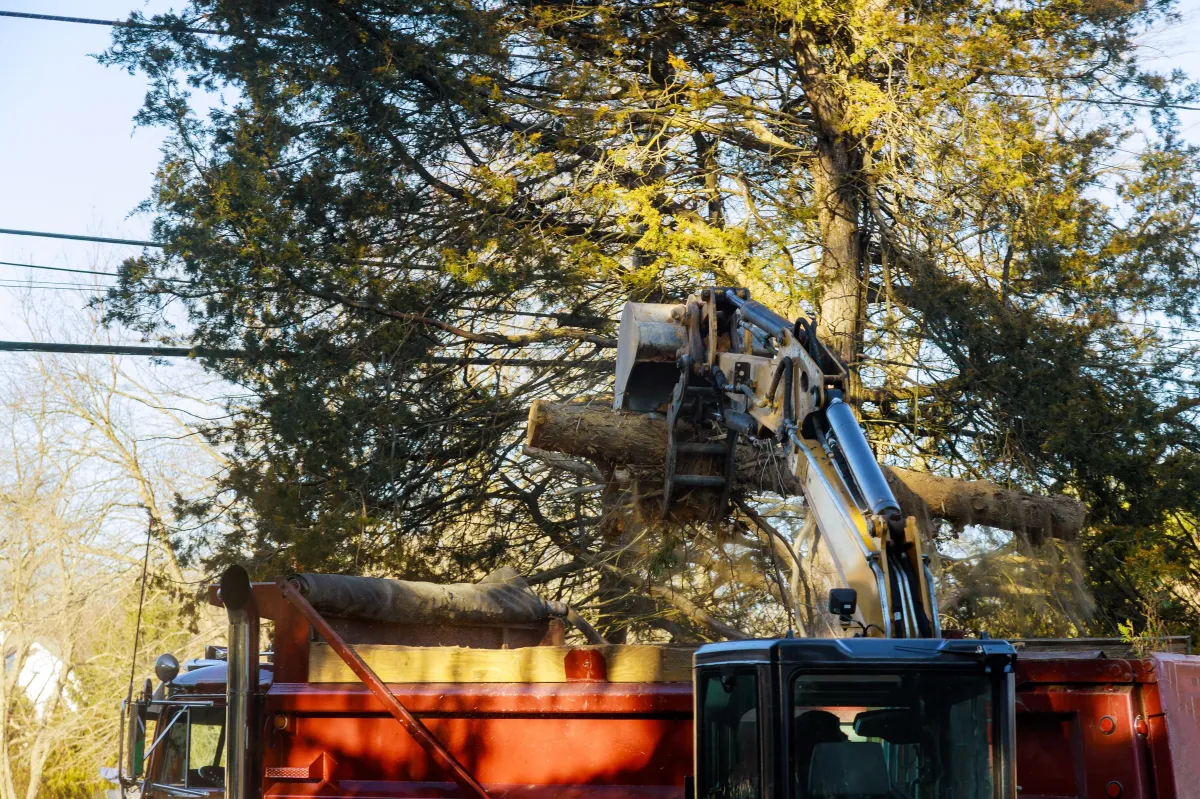 Austin, Texas Tree Removal
